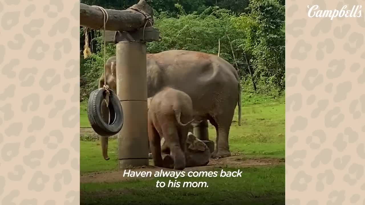 Teenage Elephant Loves Going For Swims Behind His Mom's Back _ The Dodo Go Wild