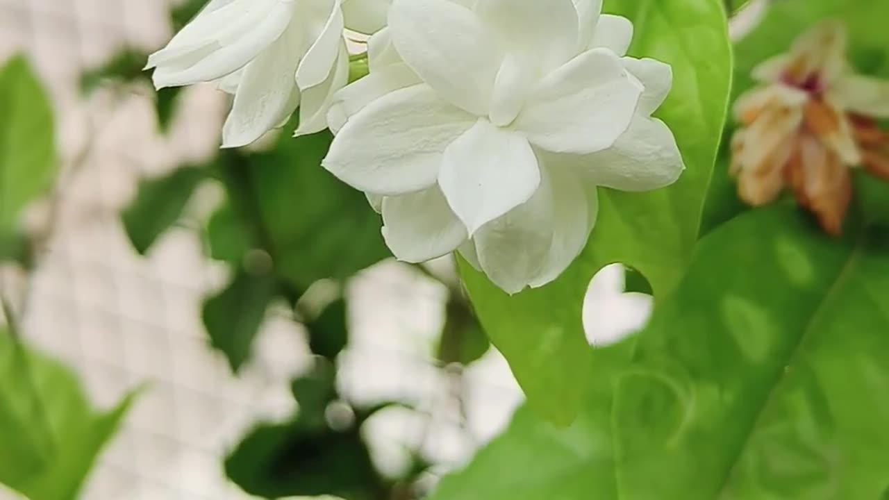 Flowers white flowers