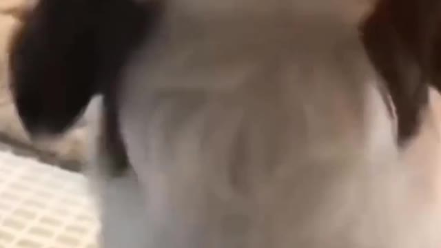 Lick lick lick and lick ...