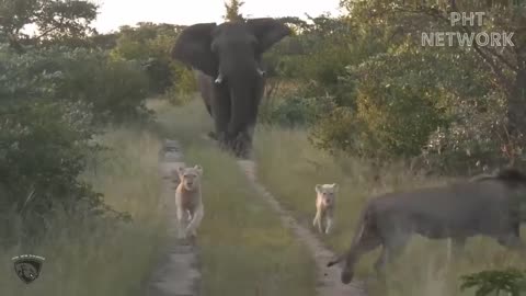 Elephant Failed Miserably When Fighting Giant Python That Was Too Power Full