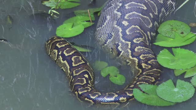 Python Just Ate Something - Animals Video