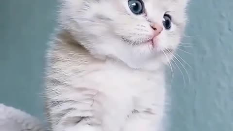 Funny cat