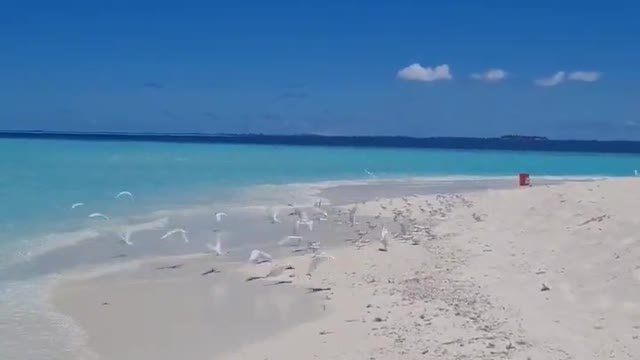 sandbank maldives