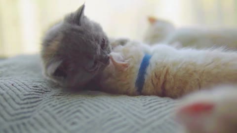 The baby cat likes fighting best ~