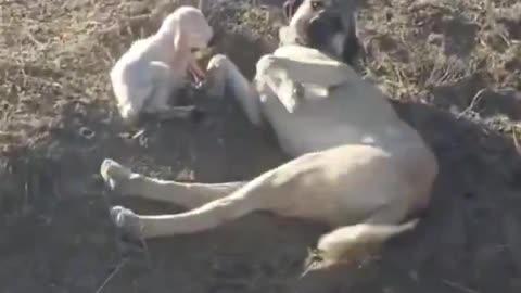 A mother sheep leaves her newborn in the field over night, and dog stayed out to protect it🥺