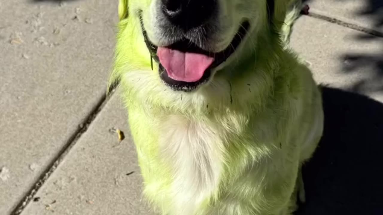 Irish green retriever 😊