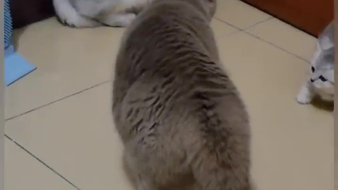 Cat is Funny