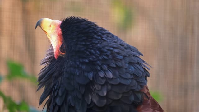 The falcon is a distinctive bird, especially its large size
