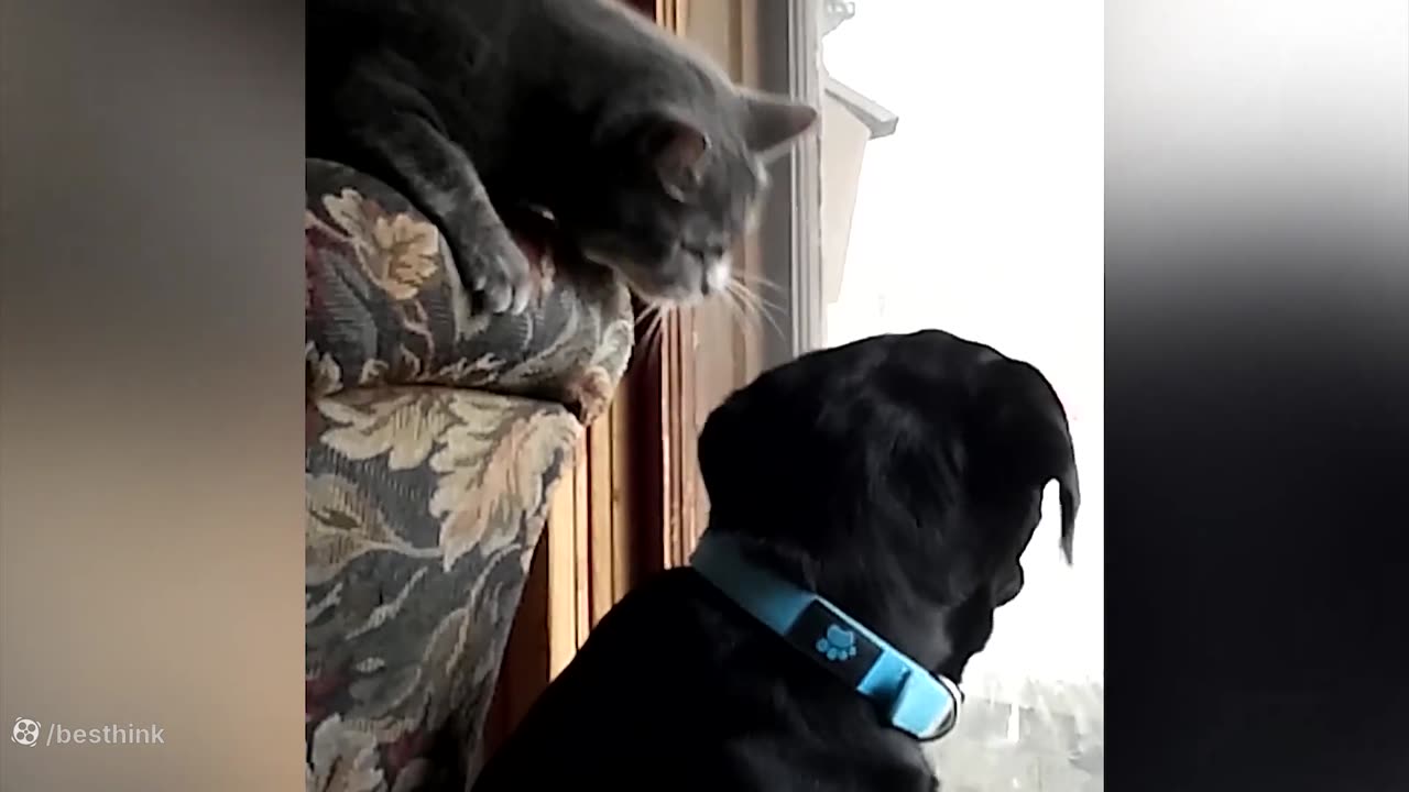 Funny Animal Clips: Hilarious Moments of Cats and Dogs