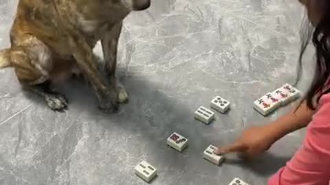 Dog plays game with kid..smart 🐕