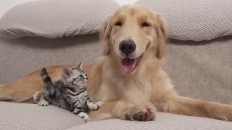 Unbelievable ! Dog & Kitten's Epic Playtime Adventures!