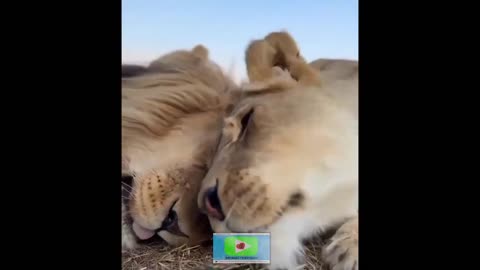 FUNNIEST ANIMAL VIDEOS🐶🐱🐵🐷🐟🦁🐻🐸🐨...😂(Best Funny Animals) #25