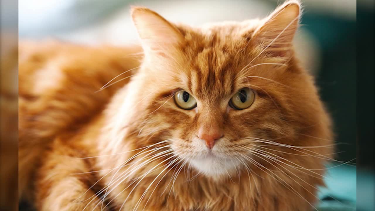 GUESS the CAT BREED by the PHOTO ?? Do You Know Them ALL?