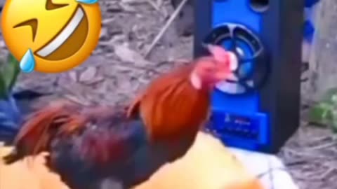 Funny animal video We sincerely hope you enjoy it; please follow us i 