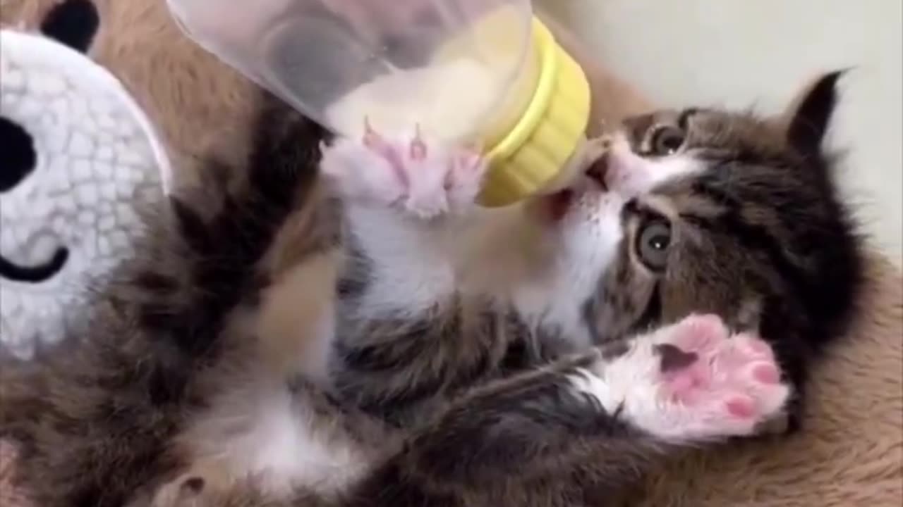 little kitten drinking milk