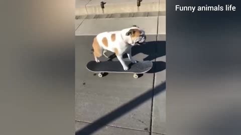 Funny lovely