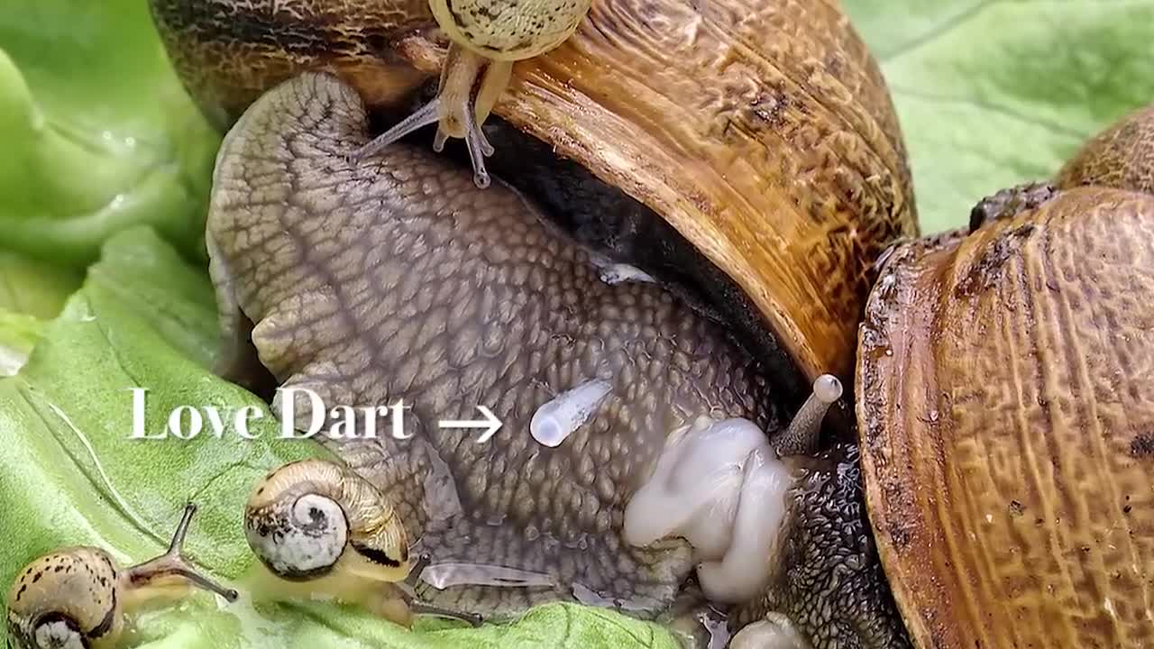 Land Snail