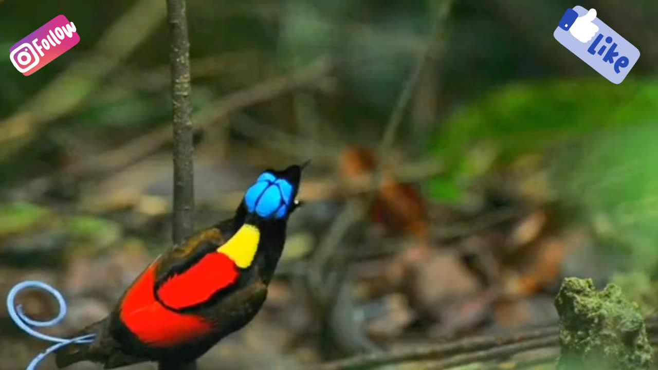 Lesser bird-of-paradise