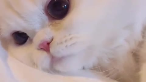 Catcat kodel?😂