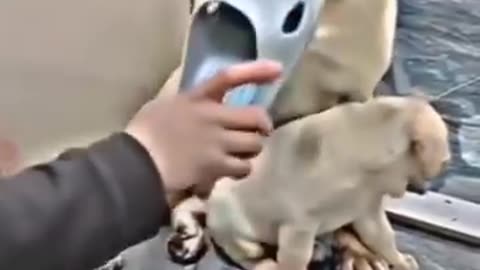 Mother dog stands up to protect her little one!❤️