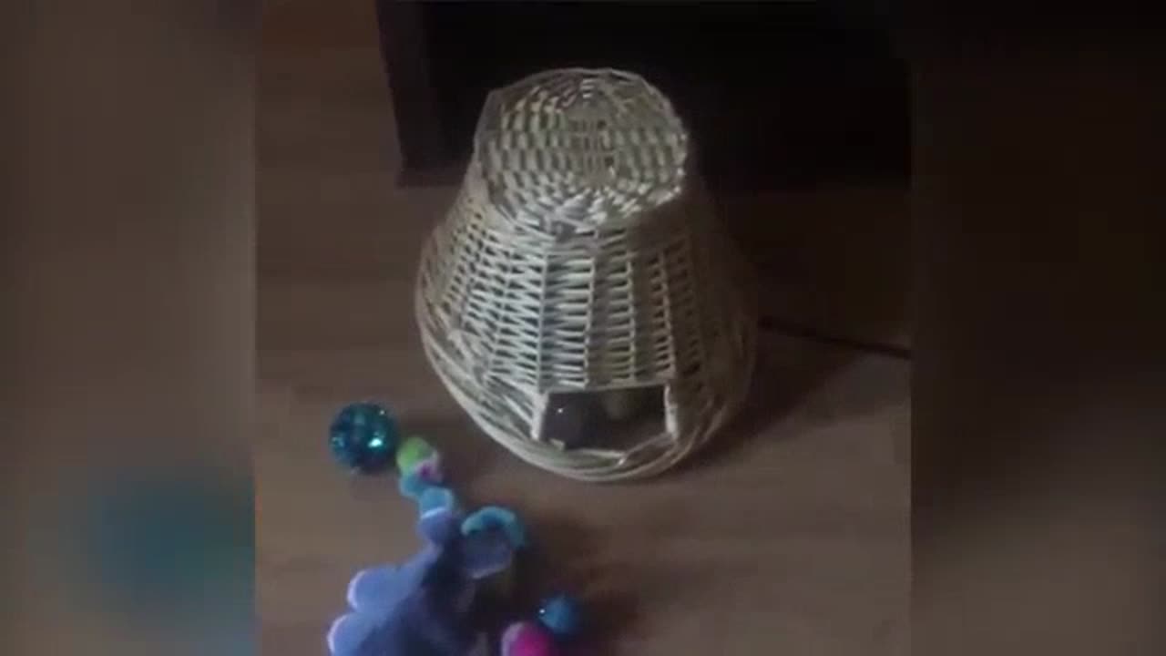 Funniest Cats Videos That Will Make You Laugh Funny Animal Videos 2023 Part 33πΌπΉπ