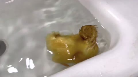 The kitten and duckling take a bath for the first time.The kitten meowed loudly