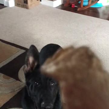 German Shepherd Ball Bite