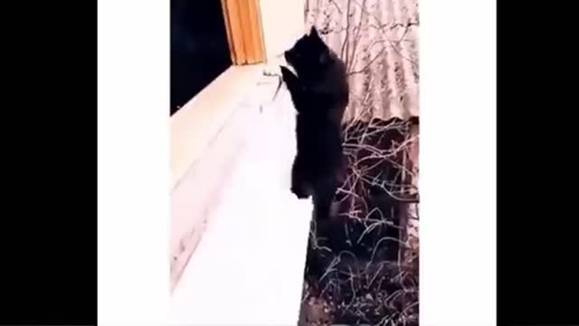 Kung Fu Cat