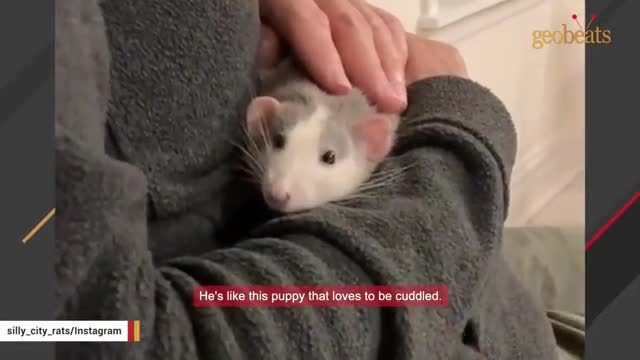 Woman brings home a rat and discovers he's just like a puppy_Cut