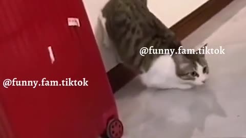 Funny cats video