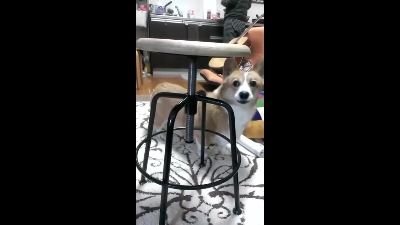 Funny dog barks😂😂