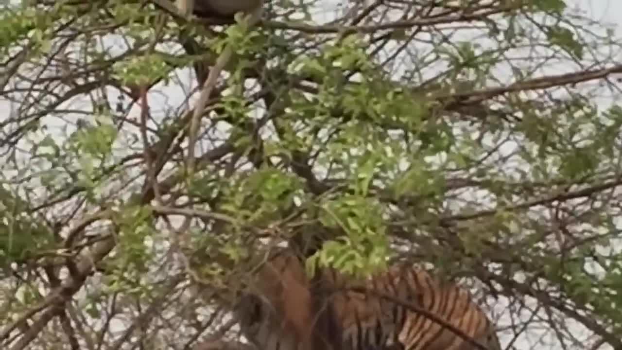 A Tiger That Can Climb a Tree