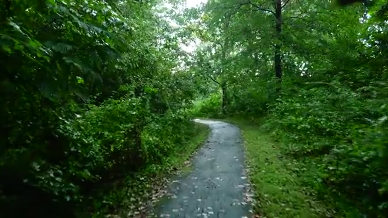 Relaxing walking in rain, umbrella nature sounds 🌧️