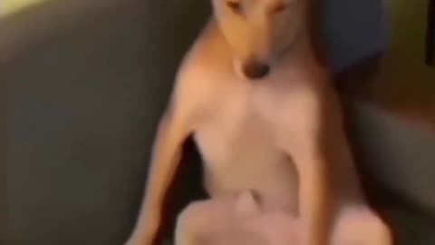 Dog watching porn..!