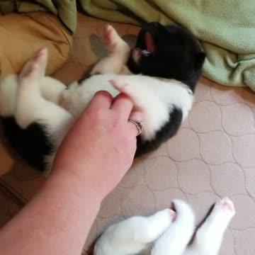 17 day old pup enjoys his belly scratch