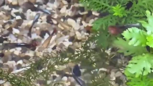 Beautiful fish tank #shorts #aqaurium #fish #amazing #breeding #feeding @Fish Lover