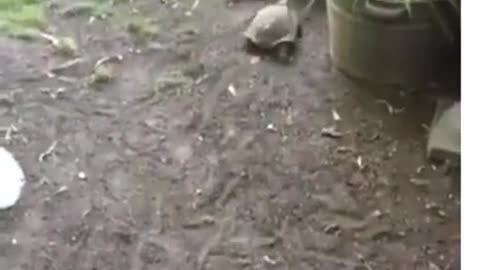 Turtle vs Dog in Soccer #shorts #viral #shortsvideo #video