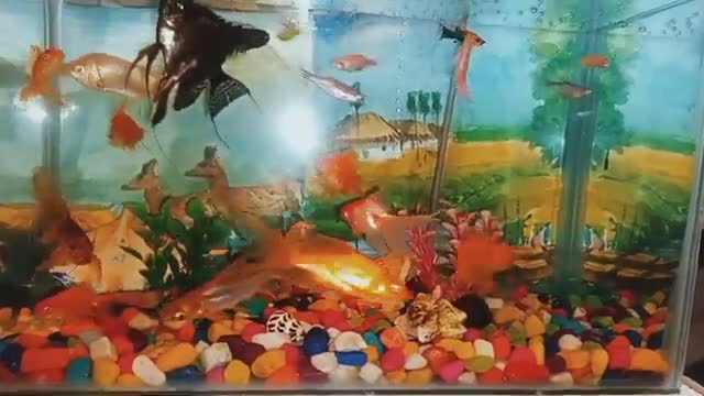 //Aquarium status 🐠🐟// Gold fish status 🐠🐟 // mumkin nahi hai tujhko bhulana status lyrics ❤️//💙💙💙