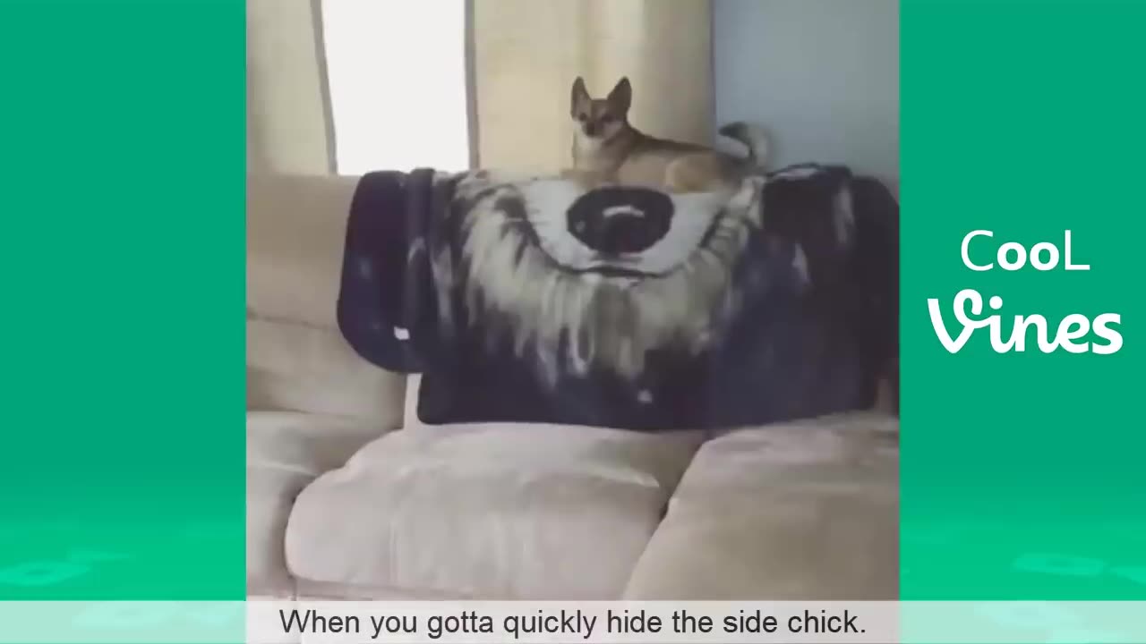 Try Not To Laugh or Grin While Watching Funny Dogs & Cats Vines compilation
