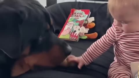 Rottweiler takes away baby's toy
