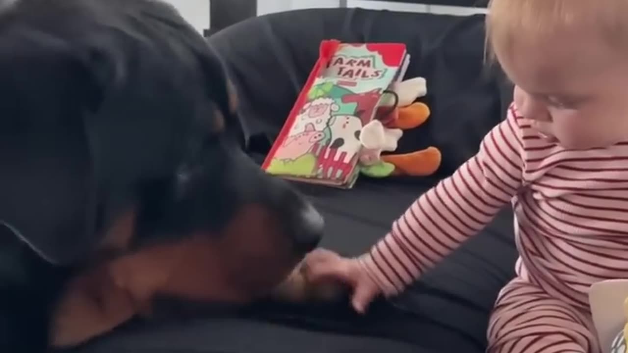 Rottweiler takes away baby's toy