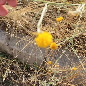 Centaurea solstitialis