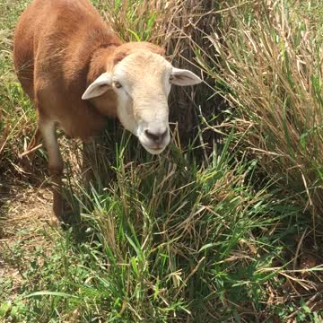 BIG JUAN READY FI SLAUGHTER