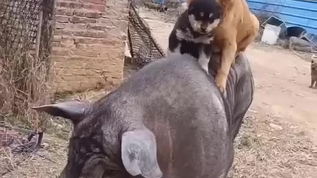 0:39 / 11:12 Best Funny Animals