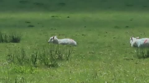 Sheep On A Field In Wales.