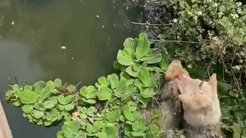 Mom saves her puppies😔