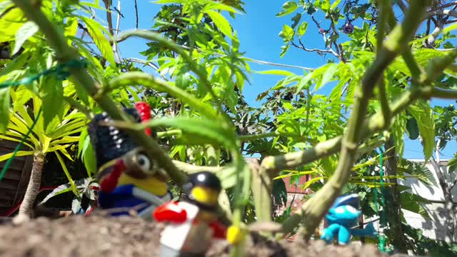Cannibas Growing Using Toys