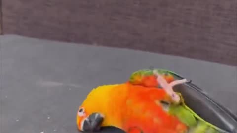 Funny Birds