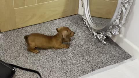 Puppy Bruce Seeing Himself in a Mirror for the First Time