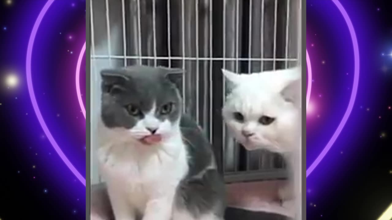 Hilarious Cat Compilation: Unstoppable Laughter Guaranteed PART.1